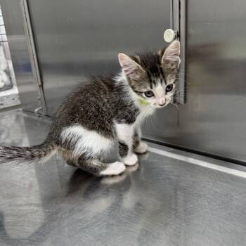 Peacan -  Domestic Short Hair Cat for Adoption in Normal, Illinois - Peacan | PetCurious