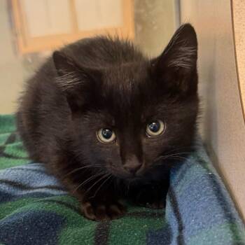 Nikola -  Domestic Short Hair Cat for Adoption in Rifle, Colorado - Nikola | PetCurious