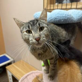 Nicely -  Domestic Short Hair Cat for Adoption in Oconto, Wisconsin - Nicely | PetCurious