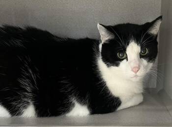 Frank the Tank -  Domestic Short Hair Cat for Adoption in Webster City, Iowa - Frank The Tank | PetCurious