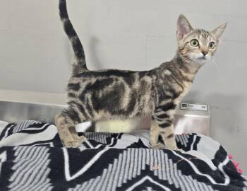 Penny -  Domestic Short Hair Cat for Adoption in Dickson, Tennessee - Penny | PetCurious