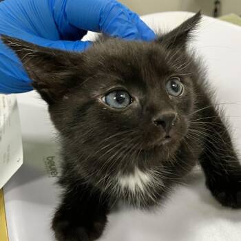 Triss -  Domestic Short Hair Cat for Adoption in Las Cruces, New Mexico - Triss | PetCurious