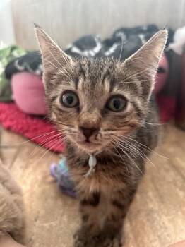 Edgy -  Domestic Short Hair and Tabby Cat for Adoption in Virginia Beach, Virginia - Edgy | PetCurious