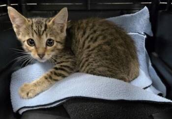 Mikal -  Domestic Short Hair Cat for Adoption in Gainesville, Florida - Mikal | PetCurious