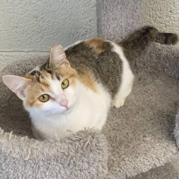 Domestic Short Hair Cats Available for Adoption in Monroe, Michigan - Sunny | PetCurious
