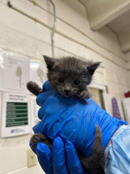 Domestic Short Hair Cats Available for Adoption in Fruit Heights, Utah - Party Hat | PetCurious