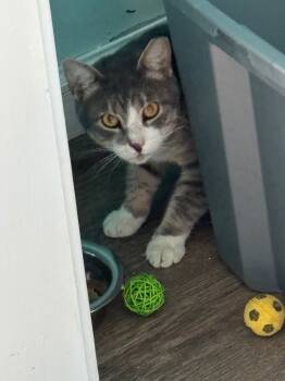 Rescue Domestic Short Hair Cats for Adoption in Hardeeville, South Carolina - Pony | PetCurious