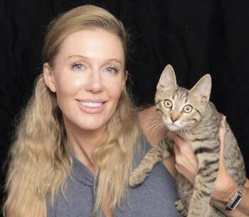 Monty -  Tabby Cat for Adoption in Chicago, Illinois - Monty | PetCurious