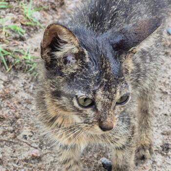 Yo-Yo -  Domestic Short Hair Cat for Adoption in Columbus, Georgia - Yo-Yo | PetCurious