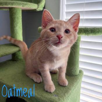 Oatmeal -  Domestic Short Hair Cat for Adoption in Bethel, Ohio - Oatmeal | PetCurious