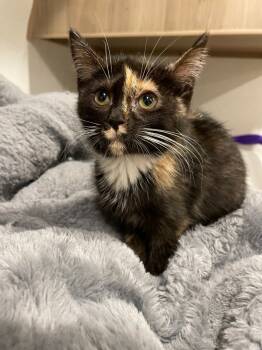 Rescue Domestic Short Hair Cats for Adoption in Dalton, Georgia - Saydie. Formerly Frannie | PetCurious
