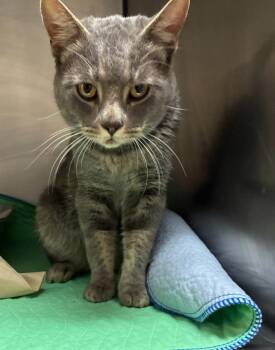 Toccoa -  Domestic Short Hair Cat for Adoption in Clarksville, Tennessee - Toccoa | PetCurious