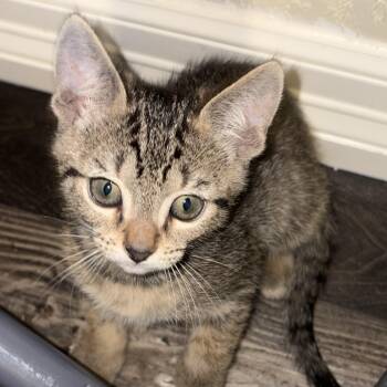 Diego -  Domestic Short Hair Cat for Adoption in Liverpool, Texas - Diego | PetCurious
