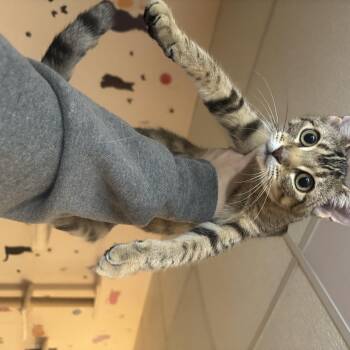TOFU -  Domestic Short Hair Cat for Adoption in Hamilton Township, New Jersey - TOFU | PetCurious