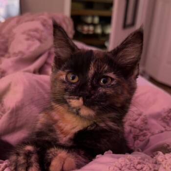 Shrimp -  Domestic Short Hair Cat for Adoption in Muncie, Indiana - Shrimp | PetCurious