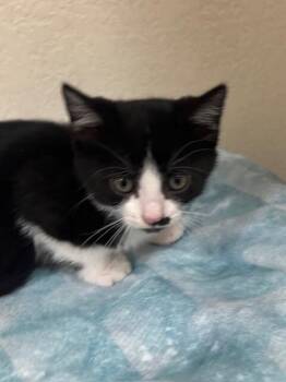 Binx -  Domestic Short Hair Cat for Adoption in Fort Collins, Colorado - Binx | PetCurious