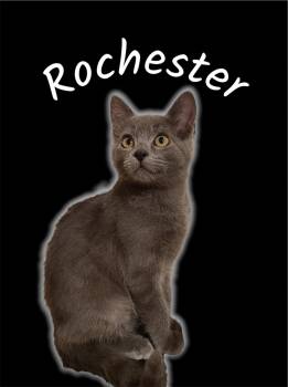 Rochester -  Domestic Short Hair Cat for Adoption in Auburn, California - Rochester | PetCurious