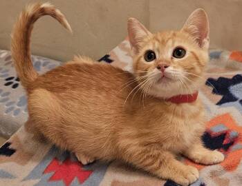 Kendall -  Domestic Short Hair Cat for Adoption in Columbus, Indiana - Kendall | PetCurious