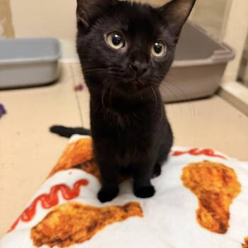 Gil -  Domestic Short Hair Cat for Adoption in Logan, Ohio - Gil | PetCurious