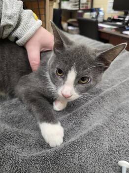 COLTER -  Domestic Short Hair Cat for Adoption in Aliquippa, Pennsylvania - COLTER | PetCurious