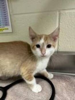 Acapella -  Domestic Short Hair Cat for Adoption in Manitowoc, Wisconsin - Acapella | PetCurious