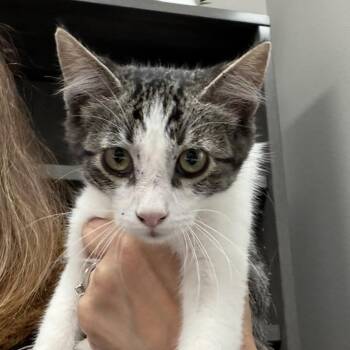 Junior -  Domestic Short Hair Cat Available for Adoption in Midland, Texas - Junior | PetCurious