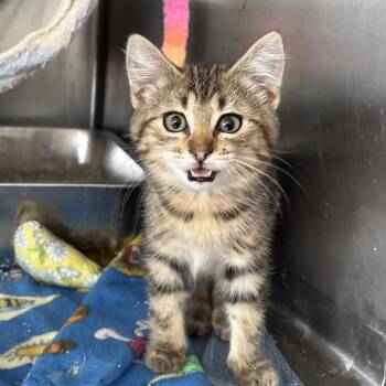 Roadie -  Domestic Short Hair Cat for Adoption in Blackfoot, Idaho - Roadie | PetCurious