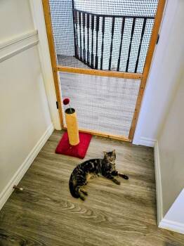 Tabby Cats Available for Adoption - Sarah And Sammy | PetCurious