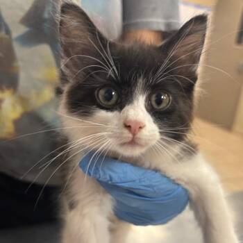 Banshee -  Domestic Medium Hair Cat for Adoption in Birmingham, Alabama - Banshee | PetCurious