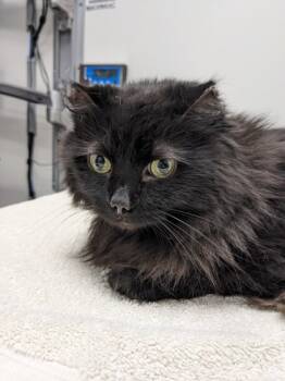 Rescue Domestic Long Hair and Domestic Short Hair Cats for Adoption in Cleveland, Ohio - Sabrina | PetCurious