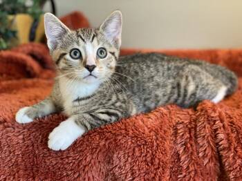 Tabby Cats Available for Adoption in Taylor, Michigan - Murphy | PetCurious