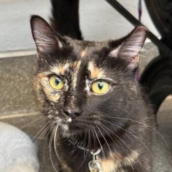 Shmole -  Domestic Short Hair Cat Available for Adoption in Lansing, Michigan - Shmole | PetCurious