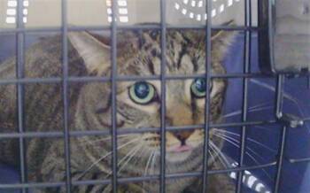 A1269312 -  Domestic Medium Hair Cat for Adoption in Charlotte, North Carolina - A1269312 | PetCurious