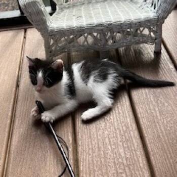 Rescue Domestic Short Hair Cats for Adoption in Granville, Ohio - Flannel | PetCurious