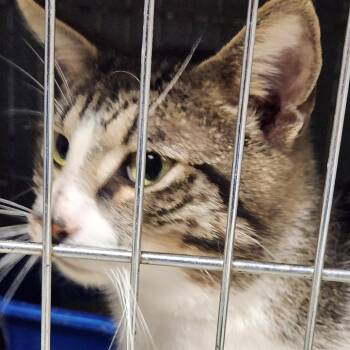 Domestic Short Hair Cats Available for Adoption in Corsicana, Texas - Cyrus C45763 | PetCurious