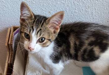 Apollo (& Adonis) -  Domestic Short Hair Cat for Adoption in Castro Valley, California - Apollo (& Adonis) | PetCurious