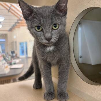 Birdie -  Domestic Short Hair Cat for Adoption in Gloucester, Virginia - Birdie | PetCurious