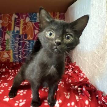 Boo -  Domestic Medium Hair Cat for Adoption - Boo | PetCurious