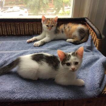 Domestic Short Hair Cats Available for Adoption in Merrifield, Virginia - Tofu Ramishvili | PetCurious