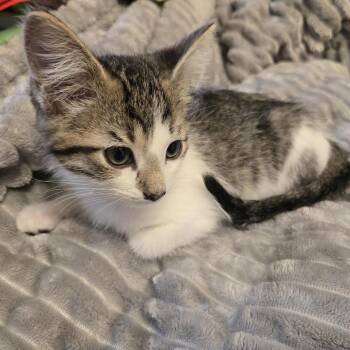 Domestic Short Hair Cats Available for Adoption in Madison, Wisconsin - Hamilton | PetCurious