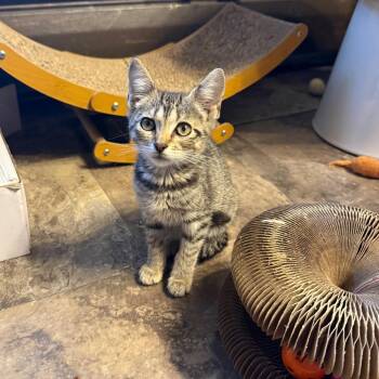 Alexia -  Domestic Short Hair Cat for Adoption in Ringtown, Pennsylvania - Alexia | PetCurious