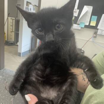 Alicent -  Domestic Short Hair Cat for Adoption in Columbiana, Alabama - Alicent | PetCurious