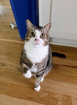 Burger King -  Domestic Short Hair Cat for Adoption in Pearland, Texas - Burger King | PetCurious
