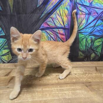 Butterscotch -  Domestic Short Hair Cat for Adoption in Normal, Illinois - Butterscotch | PetCurious