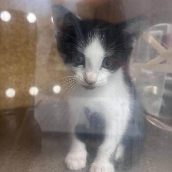Whiskers -  Domestic Short Hair Cat for Adoption in Philadelphia, Pennsylvania - Whiskers | PetCurious