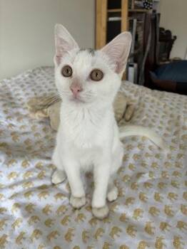 Ash -  Domestic Short Hair Cat for Adoption in West Chester, Pennsylvania - Ash | PetCurious