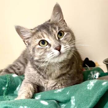 Domestic Short Hair Cats Available for Adoption in Sarasota, Florida - Minnie | PetCurious