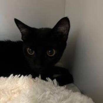 Aglio -  Domestic Short Hair Cat for Adoption in Buellton, California - Aglio | PetCurious