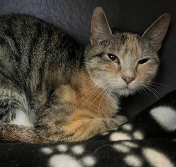Domestic Short Hair Cats Available for Adoption in Golden, Colorado - Chica | PetCurious