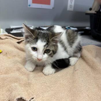 Sister Bear -  Domestic Short Hair Cat for Adoption in Spokane, Washington - Sister Bear | PetCurious